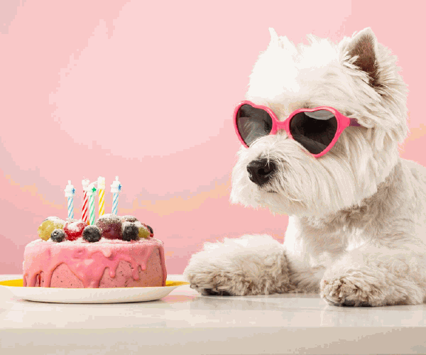 Is Sweet Kuna Our Pet of the Week