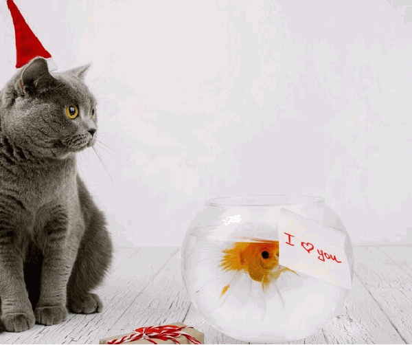 How Much is Party Cat Worth in Pet Sim X