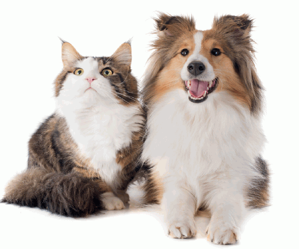 Can Your Pet Unblocked