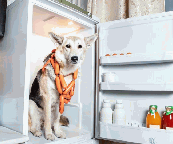 Can You Freeze Fresh Pet Dog Food