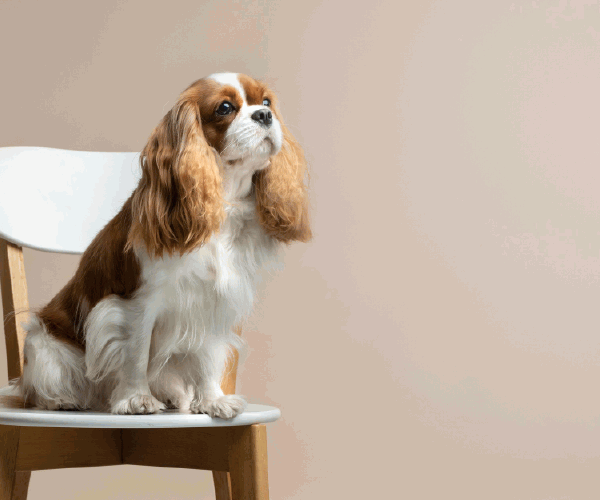 What is the Full Form of Pet