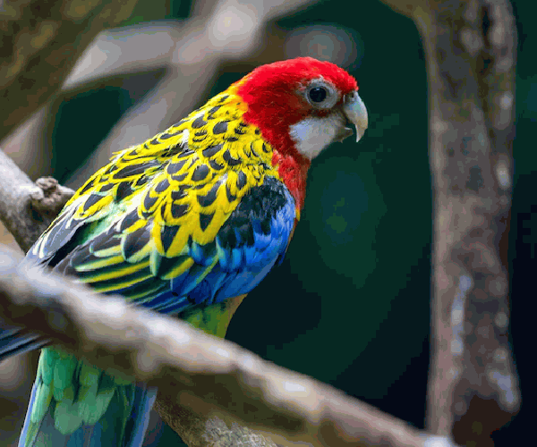 Most Beautiful Bird in the World