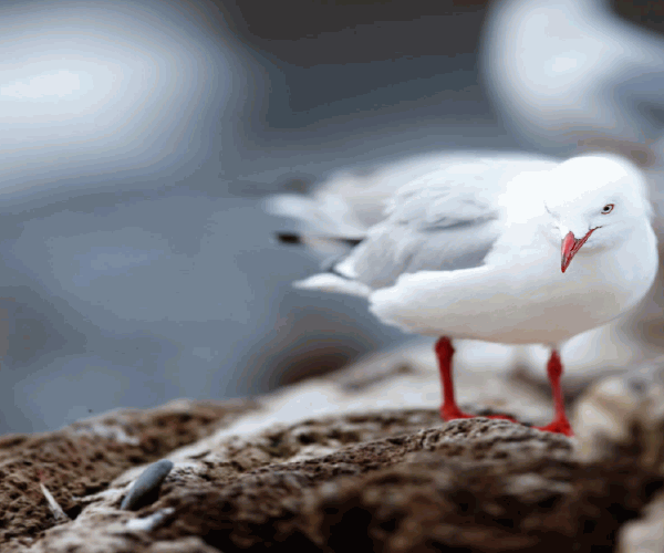 It'S a Beautiful Day White Bird