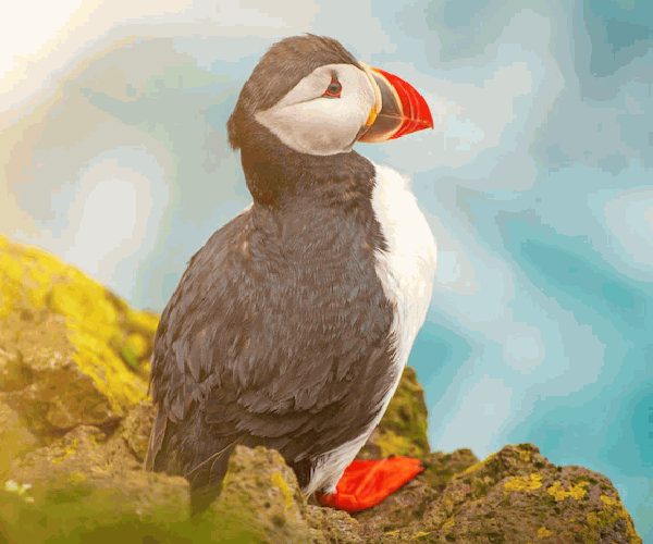 Most Beautiful Birds