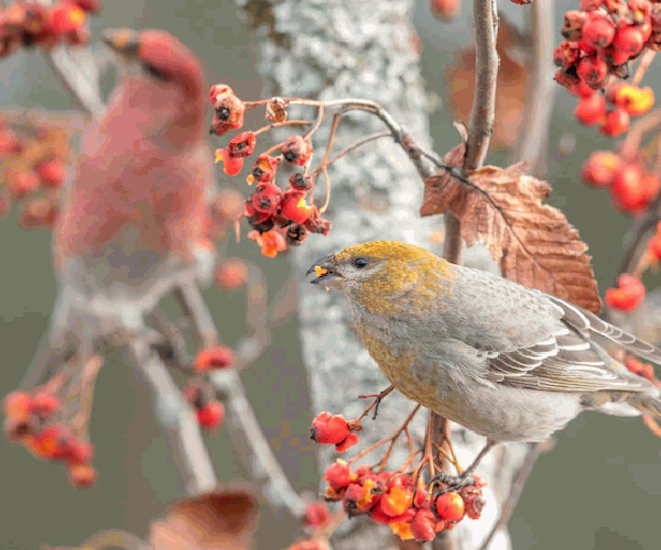 Beautiful Birds