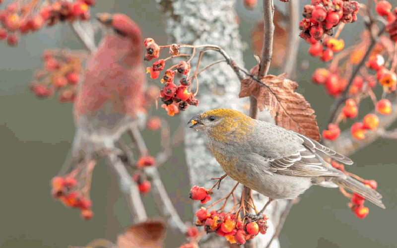 Beautiful Birds